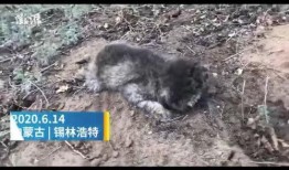 兔宝宝爆料新闻最新视频,揭秘视频背后的惊人真相